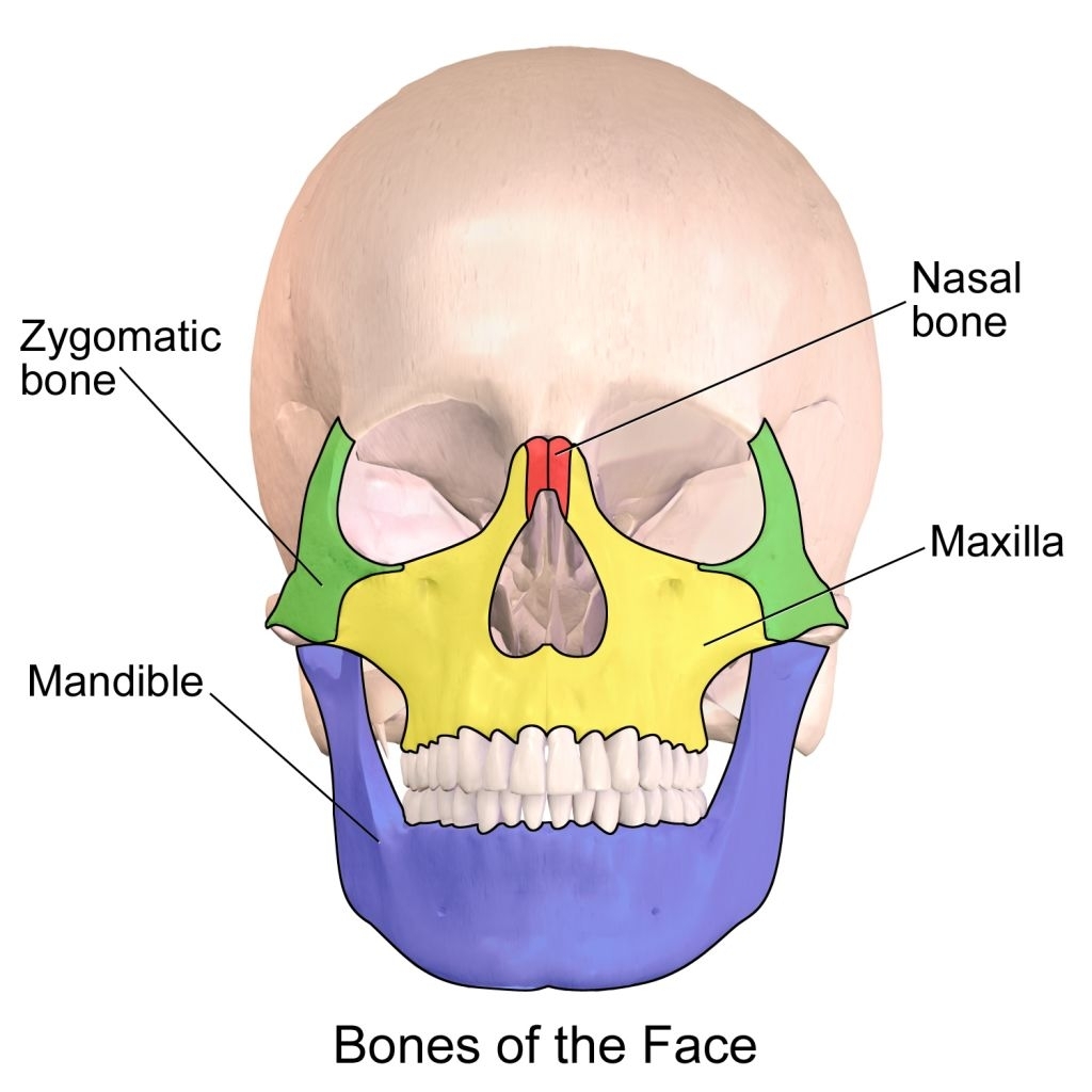 Face Anatomy Bones General Features And Functions Of The Skull ...