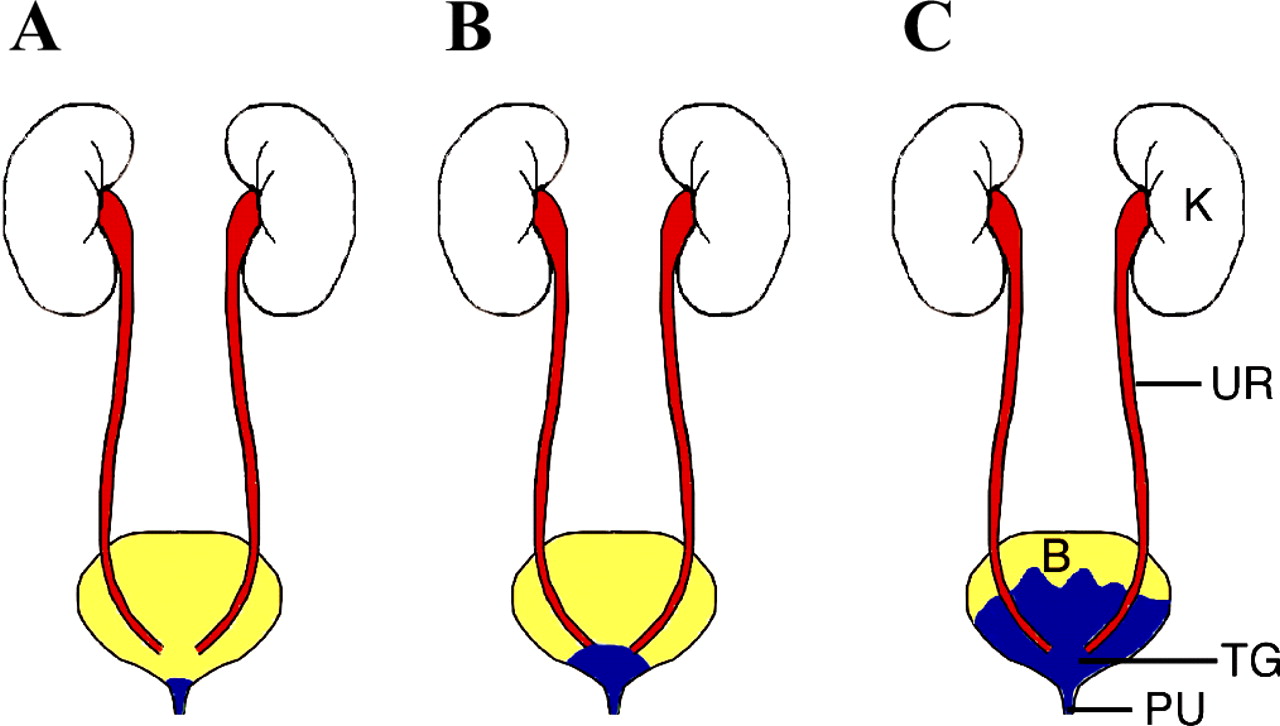 Body Cavities Diagram - ClipArt Best