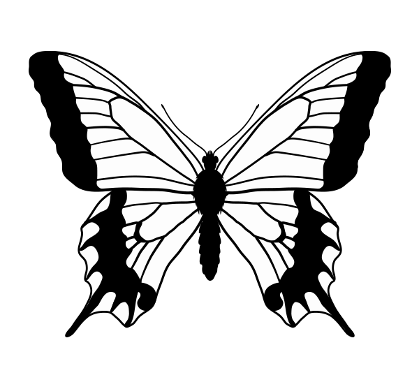 How to Draw Animals: Butterflies, Their Anatomy and Wing Patterns