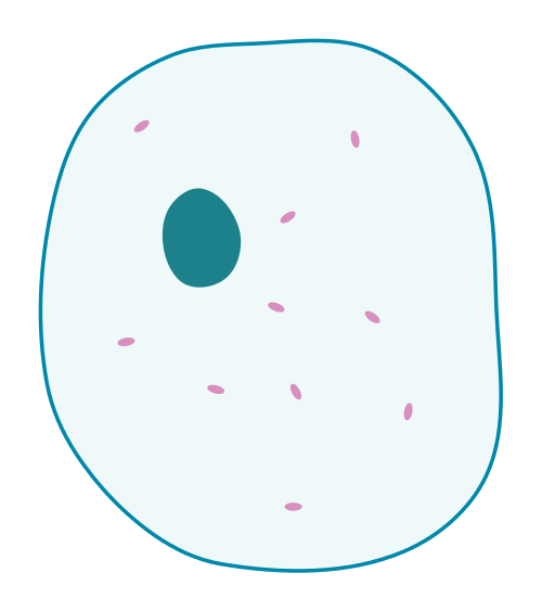 Animal Cell Diagram Easy - Pin en Biology for Kids / Maybe you would like to learn more about one of these?