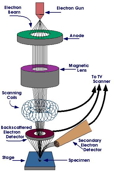 Electron Microscope Labeled Diagram & Diagram Of Electron ...