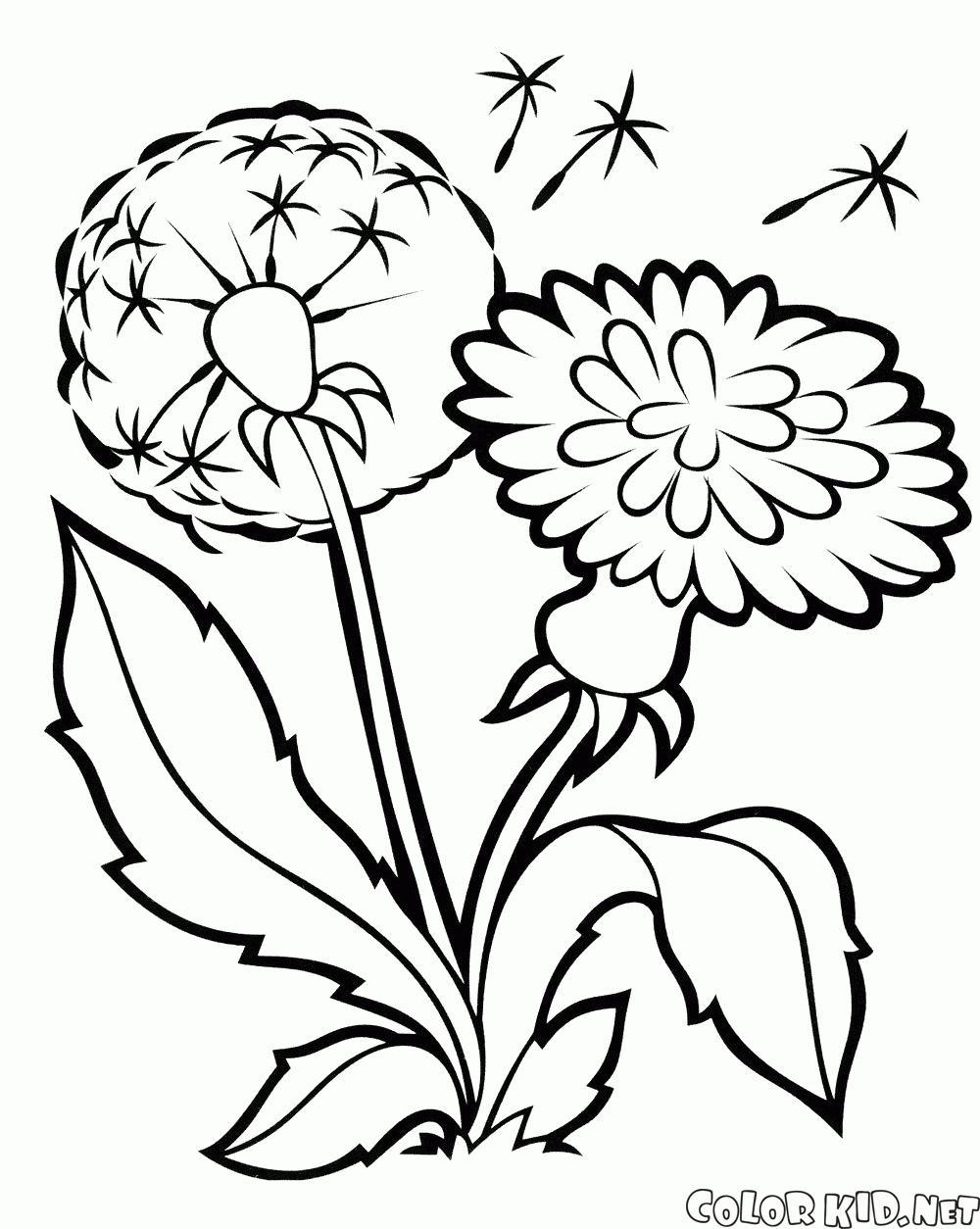 Coloring page - Pansy - ClipArt Best - ClipArt Best