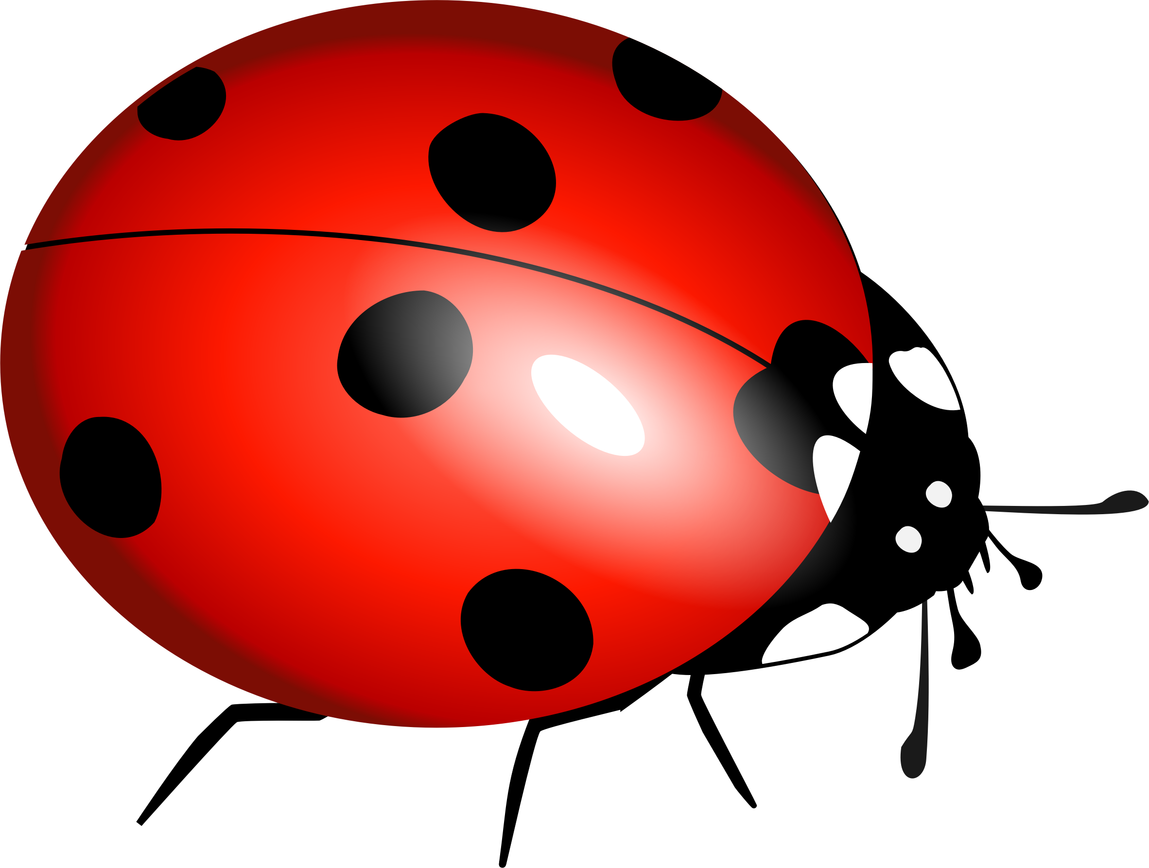 Ladybug Vector File - Free Public Domain Stock Photo