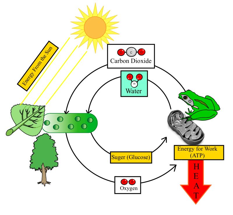Explaint about Plant Cells Diagram