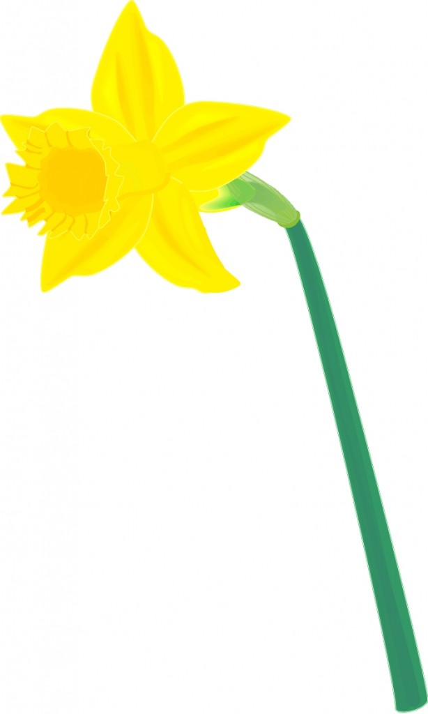 Daffodil Clip Art – Clipart Free Download