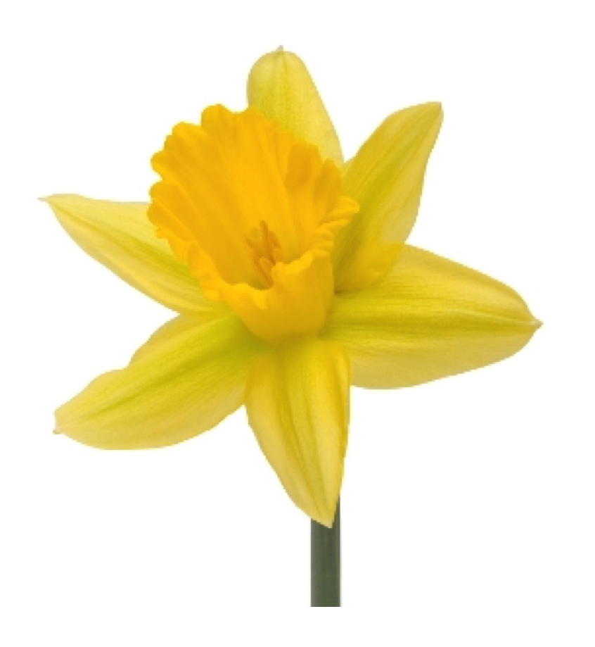 Daffodils Picture | Free Download Clip Art | Free Clip Art | on ...