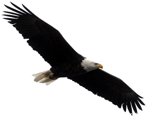 Bald Eagle PNG Transparent Images | PNG All