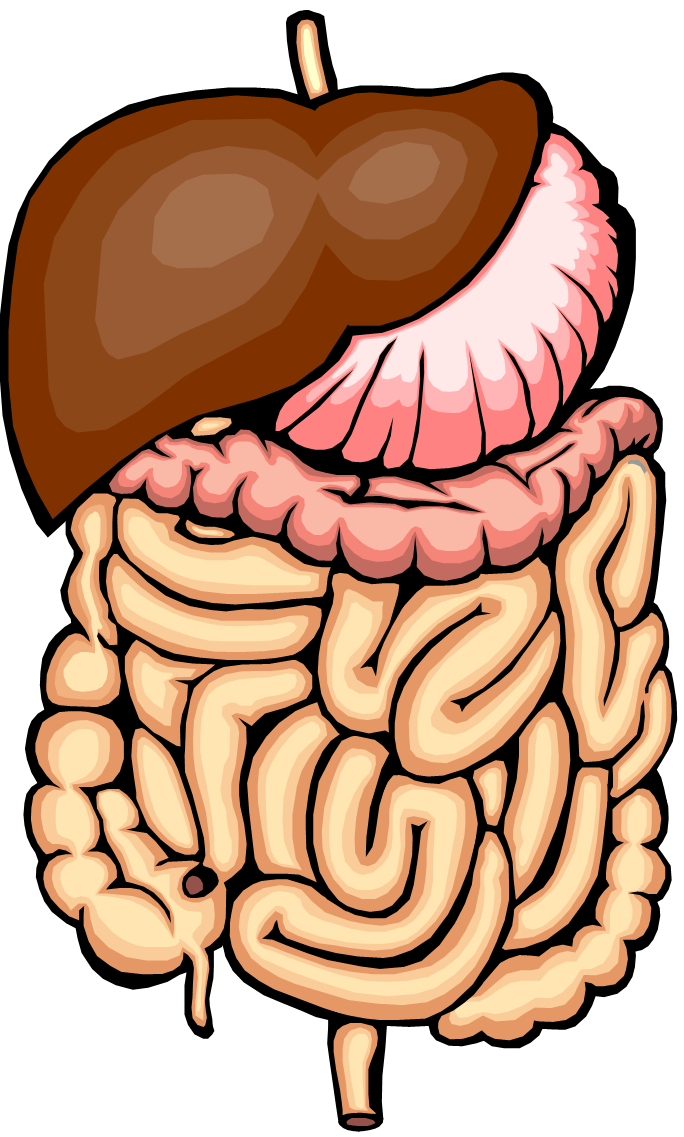 Intestine 20clipart - Free Clipart Images