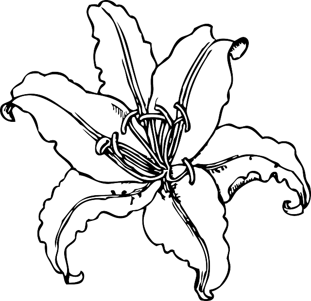 Clip Art White Tiger Lily – Clipart Free Download