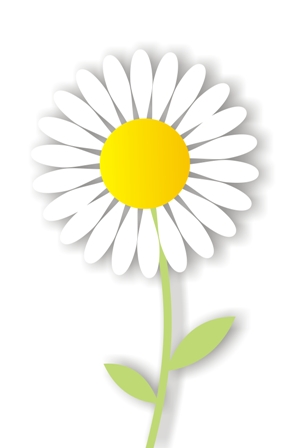different types of daisies | types of daisy flowers | daisy clipart
