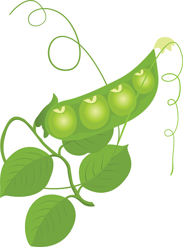 Silhouette Of A Soybean Plants Clip Art, Vector Images ...