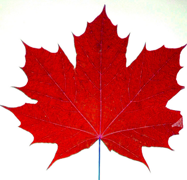 Maple Leaf | Flickr - Photo Sharing!