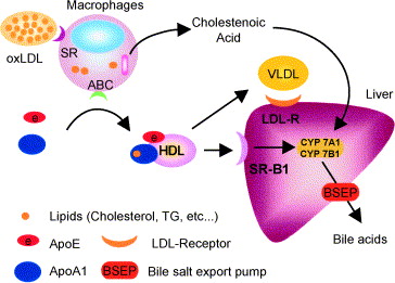 Peroxisome proliferator-activated receptor agonists ...