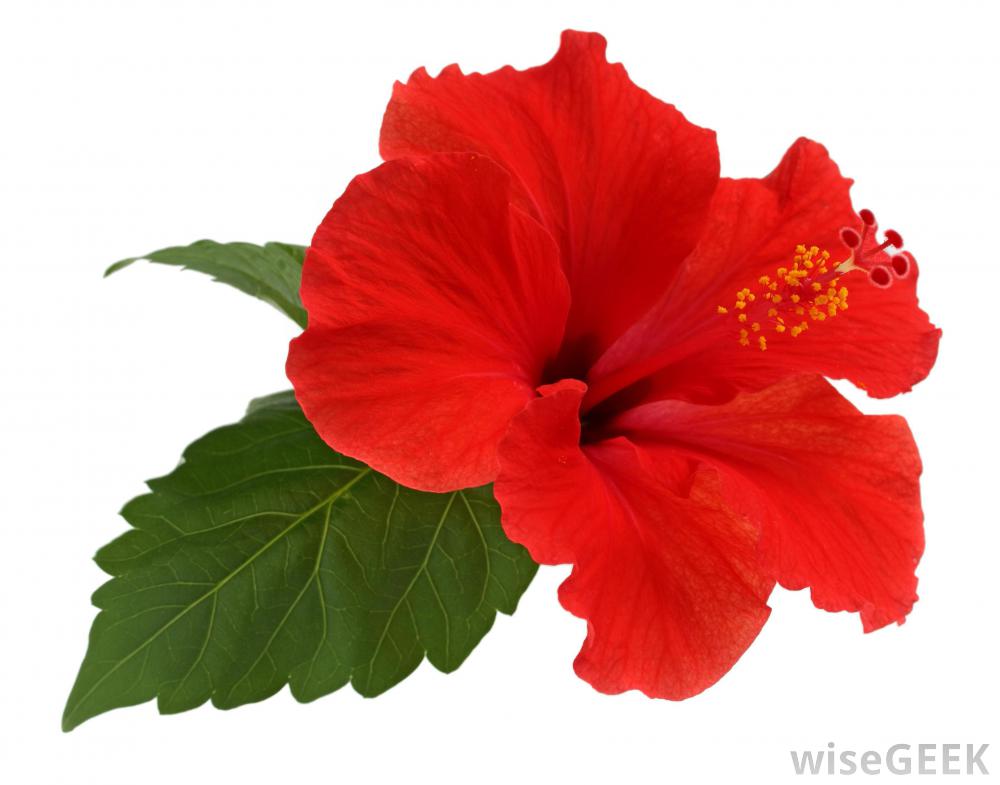 What Is Hawaii's State Flower? (with pictures)