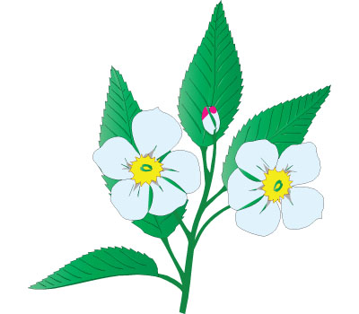 Apple Blossom Vector Download for Free