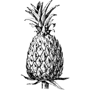 Pineapple Clip Art Black And White_Black And White Cartoon ...