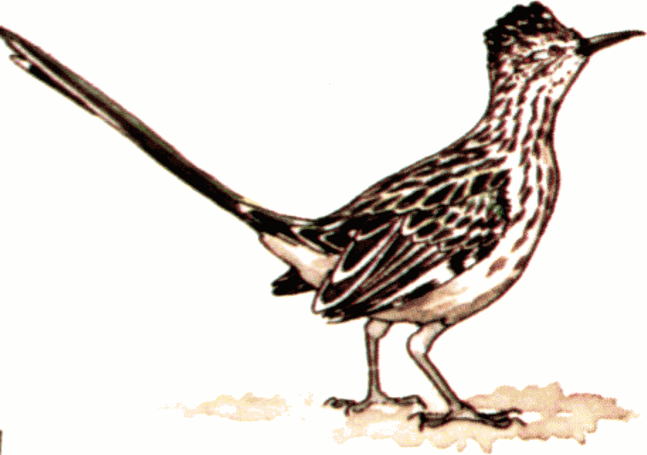 Roadrunner Clip Art Free - Free Clipart Images