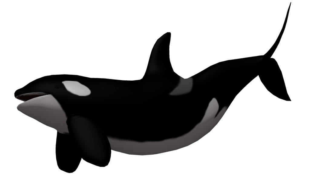 Killer Whale PNG Transparent Images | PNG All