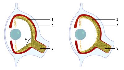 Diagram Of The Eye For Kids To Label - ClipArt Best