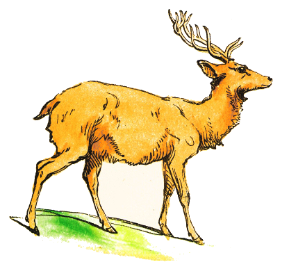Stag Clip Art Download