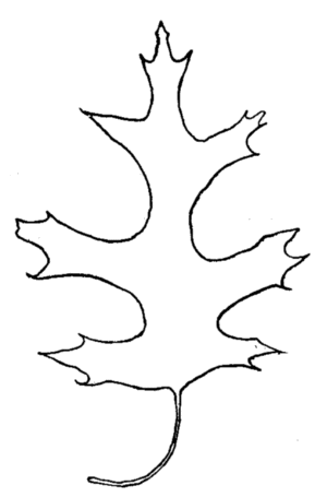 tattoo parlors in baltimore: oak leaf drawing