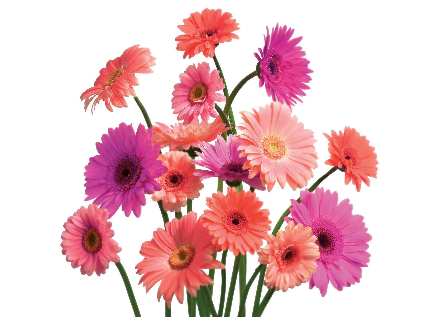 Gerbera Daisy Wallpapers Group (51+)