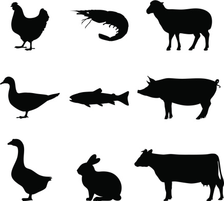 Shrimp Animal Clip Art, Vector Images & Illustrations