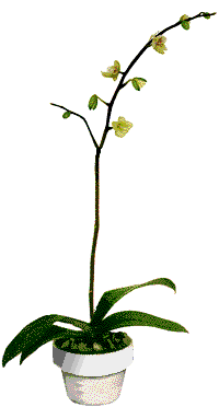 Plants Graphics and Animated Gifs. Plants