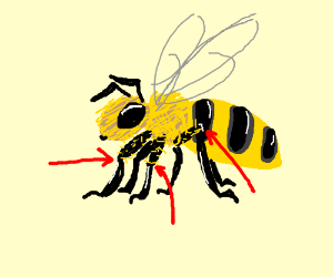 The Bee's Knees