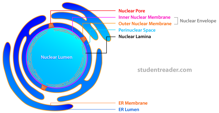 Ribosomes Diagram - ClipArt Best