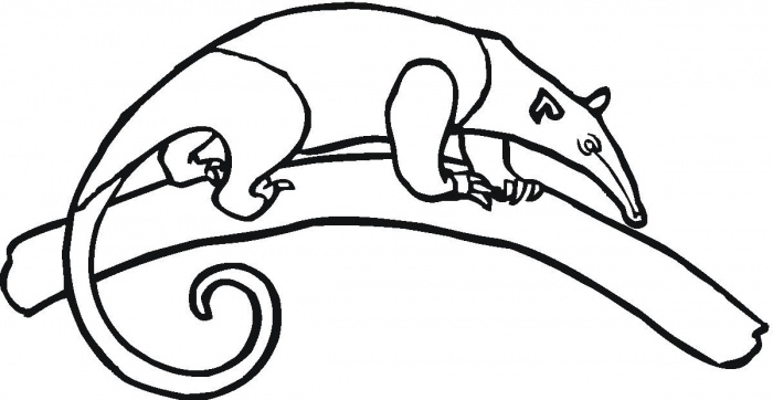 Anteater Drawing - ClipArt Best