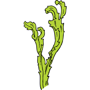 Seaweed Clip Art - ClipArt Best