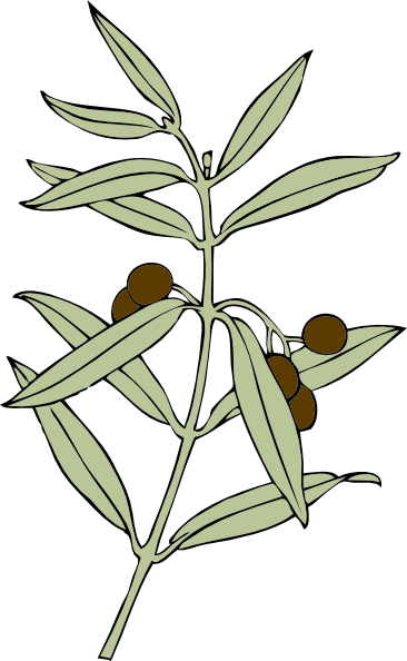 Olive Branch clip art Free Vector