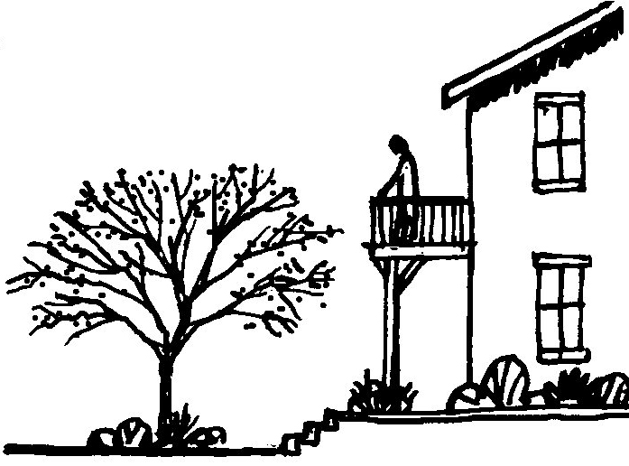 Dogwood: Beautiful Tree With Many Uses | Arbor Day Foundation Blog