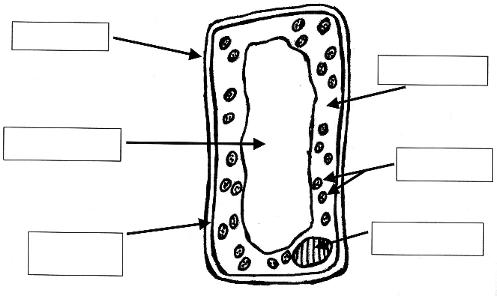 The Open Door Web Site : Biology Practical Work : Laboratory ...