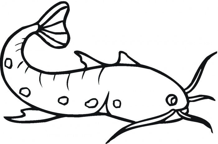 Catfish Drawings - ClipArt Best