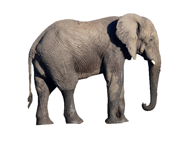 elephants_PNG18808.png