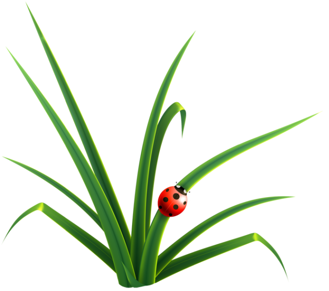 1000+ images about â?¿Â° grass Â° â?¿ | Seasons, The ...