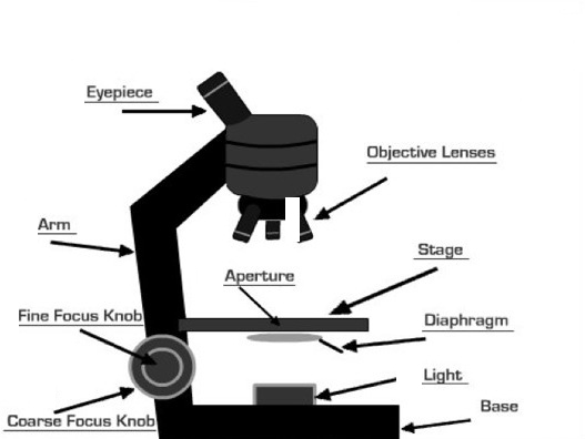 Microscope and it's Parts ~ WebMediInfo