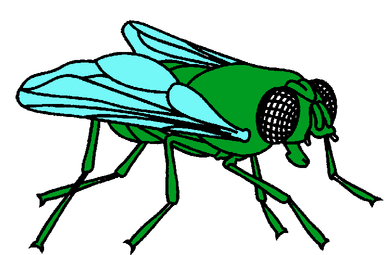 Flies clipart free