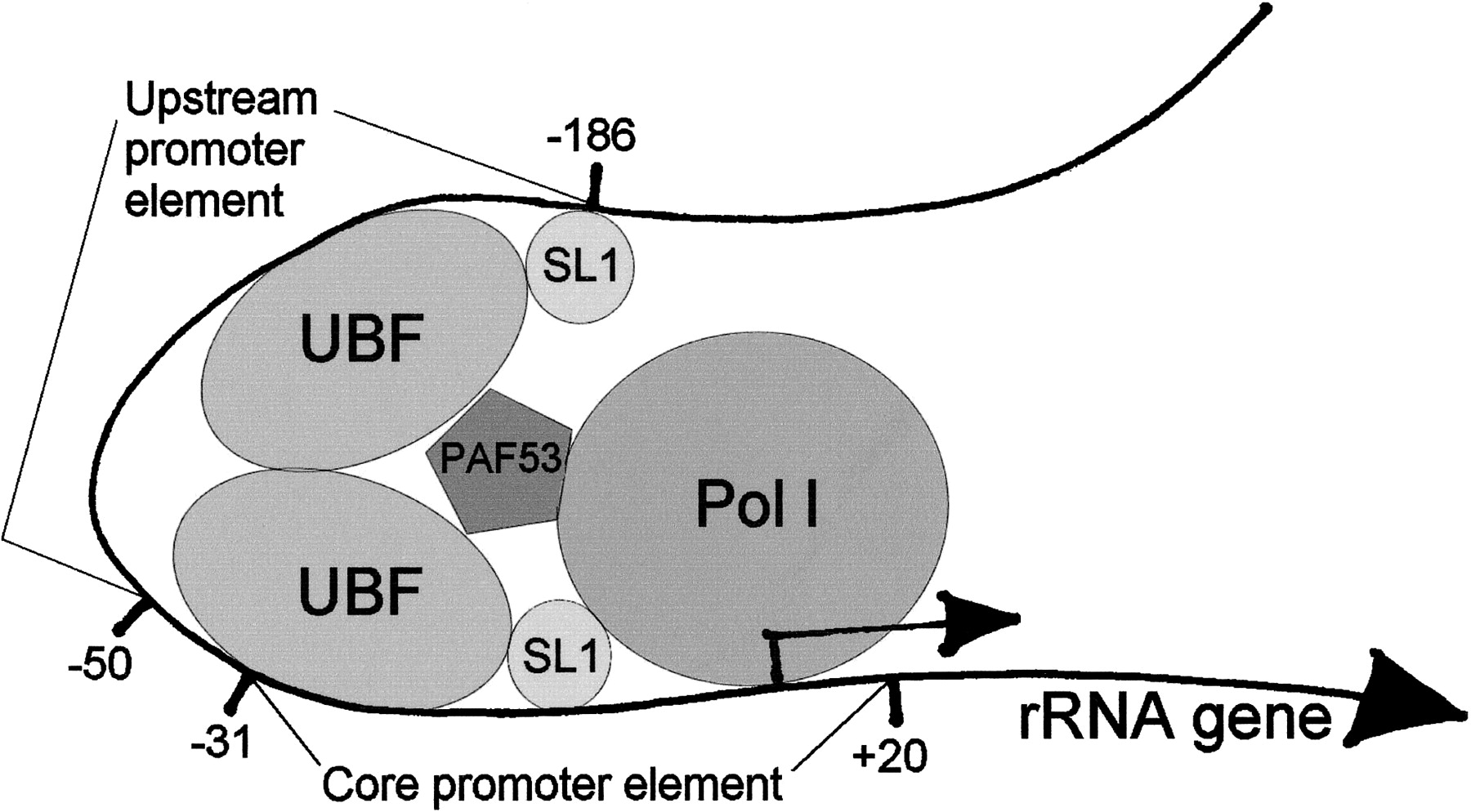 RNAP_I_Promoter