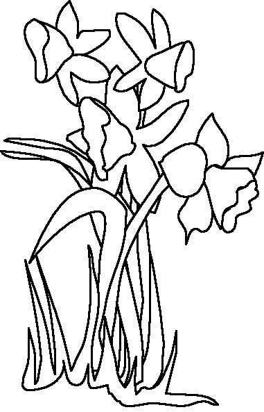 Daffodil Coloring Page to Print