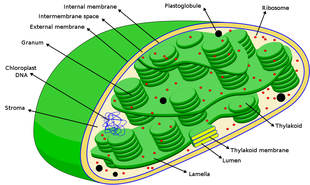 Chloroplasts Diagram - ClipArt Best