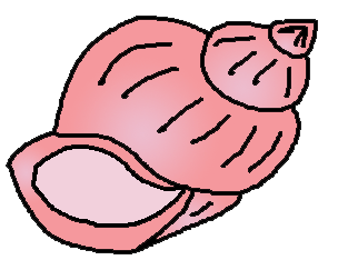 Conch Clipart - Tumundografico