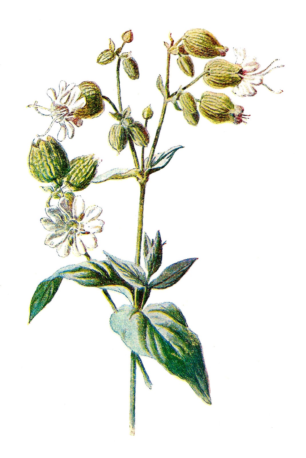 Antique Images: Vintage Wildflower Botanical Printable Clip Art of ...