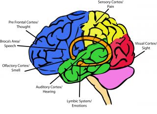 Your Brain on Trauma | Psychology Today