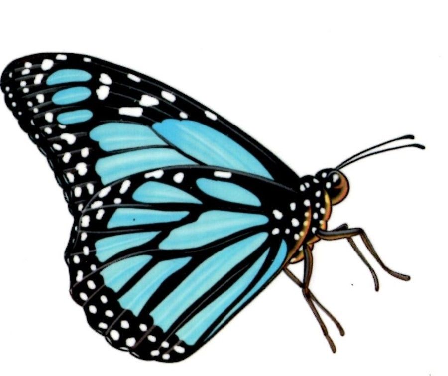 Butterfly clipart tattoo blue