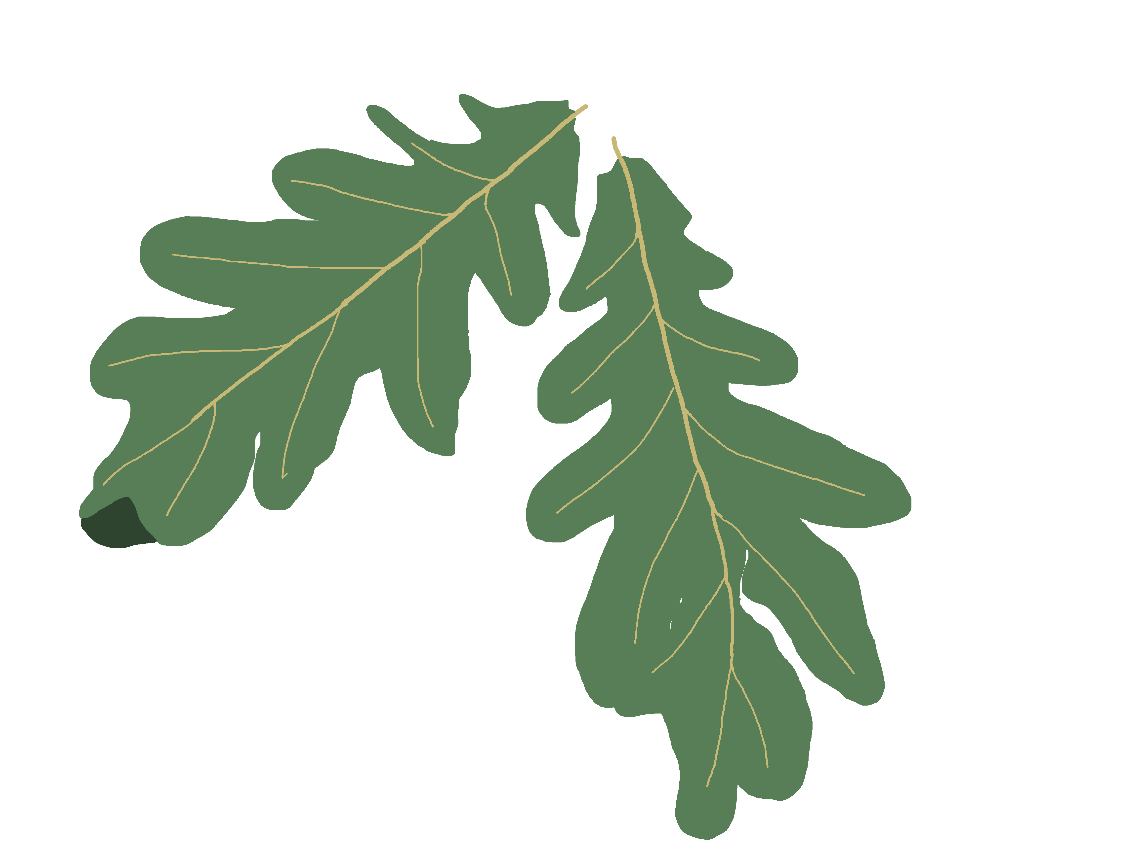Oak tree leaf clipart