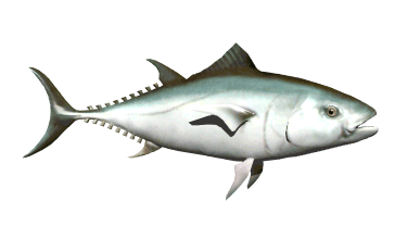 Ocean Fish Animated Gifs Underwater Amazing Pictures - Best Animations