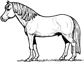Pony Clip Art